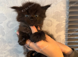 Maine coon x ragdoll black smoke female