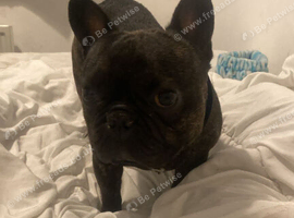 Buddy