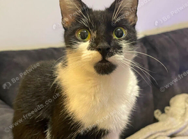 Female cat needs rehoming