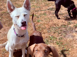 Stunning Husky Shepherd x Weimaraner Pups Ready to Go