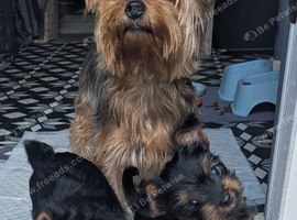 ANMACO Pups KC Ped Toy & Miniature READY TO GO