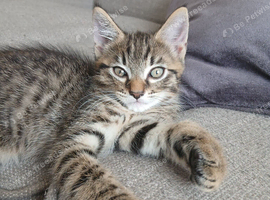 9 week old male kitten