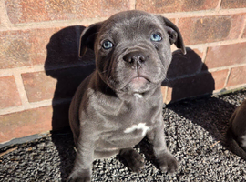Beautiful KC Registered Staffordshire Bull Terrier Girl Looking for Her Forever Home