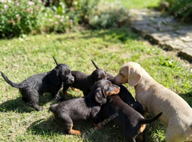 Dashshund x toy poodle