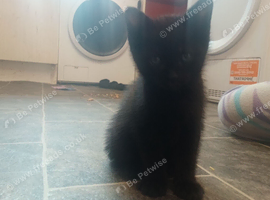 Beautiful black kitten