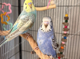 Budgies and full set up
