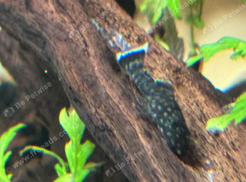 Home-Bred Bristlenose Pleco Juveniles