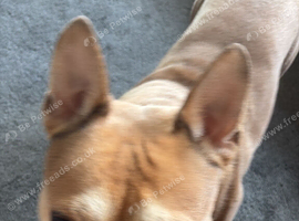 Male frenchiauau