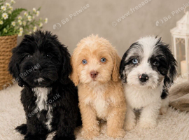 F1B ShowLine cockapoo