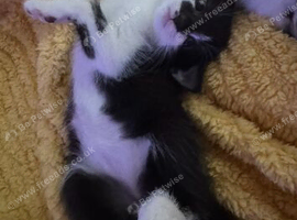 Kittens