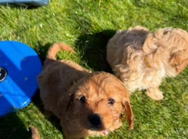 Beautiful Health Tested Cavapoo Puppies