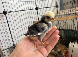 ~FRIZZLE~ Polish chicks (also have smooth)