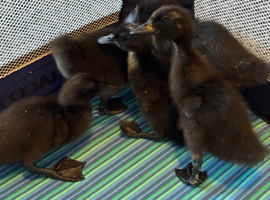 Cayuga cross ducklings (unsexed)