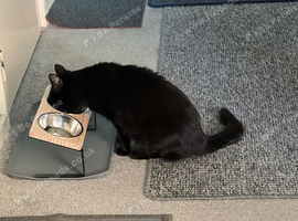 Cat for rehoming