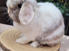 Mini lop bunnies
