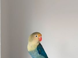 Fischer Lovebird (presumably female)