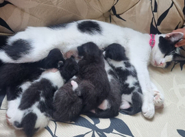6 Adorable Kittens