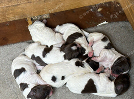 Sprocker puppies