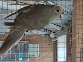 Aviary kakariki