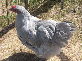 Lavender Orpington large fowl Cockerel.