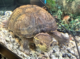 2 musk turtles