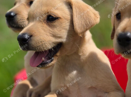 KC registered Yellow working type labrador puppies