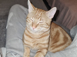 Beautiful 1 year old simba
