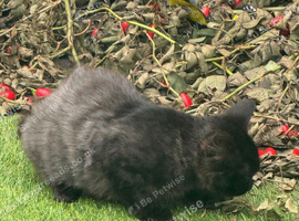 Beautiful kitten