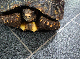Lovely cherryhead Redfoot tortoise 11inch female