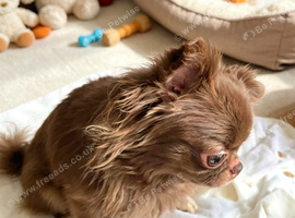 Chocolate long haired female chihuahua