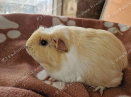 Coronet baby girl guinea pigs