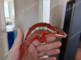 Young male blue bar panther chameleon