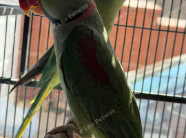 Beautiful Pair of Alexandrine Parrots