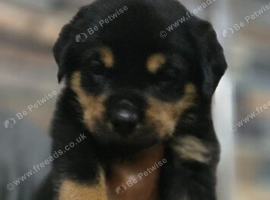 STUNNING LARGE ROTTWEILER PUPPIES - 5 GIRLS & 3 BOYS