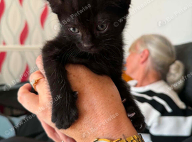 Girl 7weeks