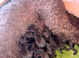 Stunning F1 Cockapoo Puppies