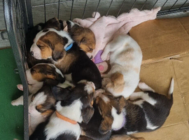 Basset Hound pups for sale