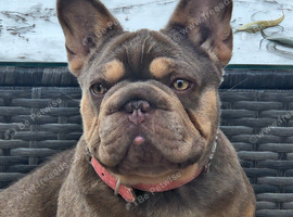 BIG ROPE FRENCH BULLDOG (NEW SHADE)