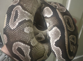 CB23 Mojave 100% het Pied poss het VPI Axanthic