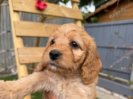 Cockapoo puppies