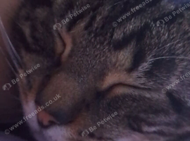 Rehoming rema