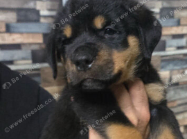 STUNNING LARGE ROTTWEILER PUPPIES - 2 BOYS AVAILABLE