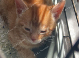Ginger females