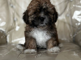 Cute & Cuddly Shorkie Puppies Available