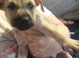 Blue collar (bull herder) still looking for home