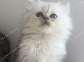 Persian chinchilla kittens purebred