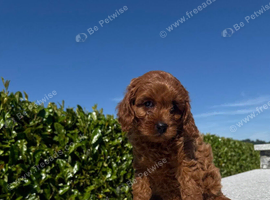 FoxRed cavapoo