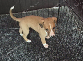 Kc registered whippet Boy