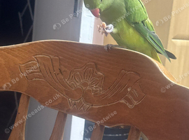 Tame Indian Ringneck