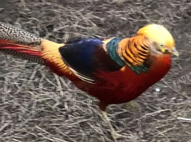 Red Golden pheasant cocks available